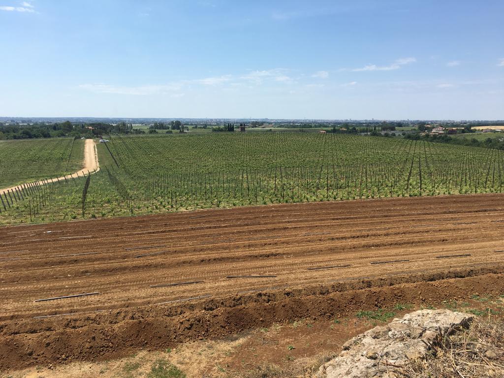 Il Casale Degli Ulivi - Agriturismo - Tenimenti Leone 라누비오 외부 사진