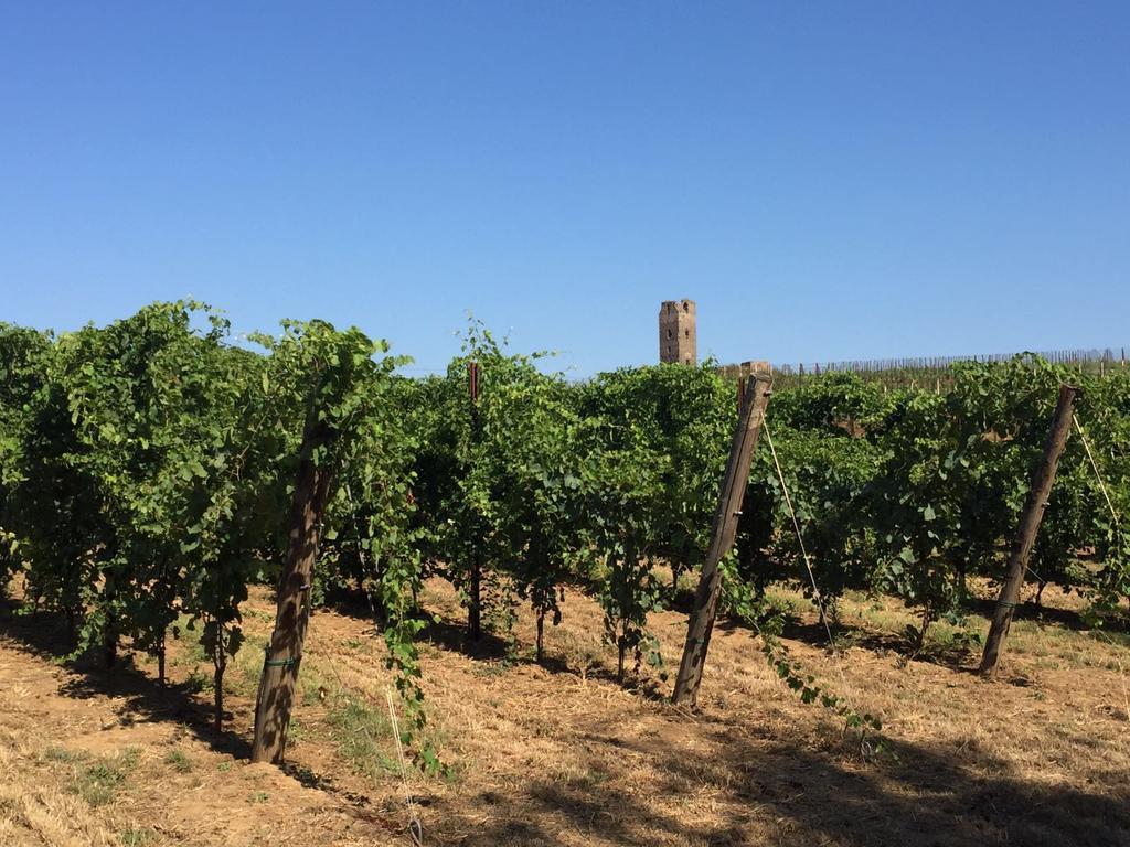 Il Casale Degli Ulivi - Agriturismo - Tenimenti Leone 라누비오 외부 사진