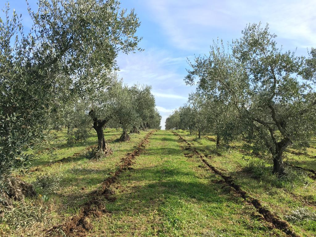 Il Casale Degli Ulivi - Agriturismo - Tenimenti Leone 라누비오 외부 사진