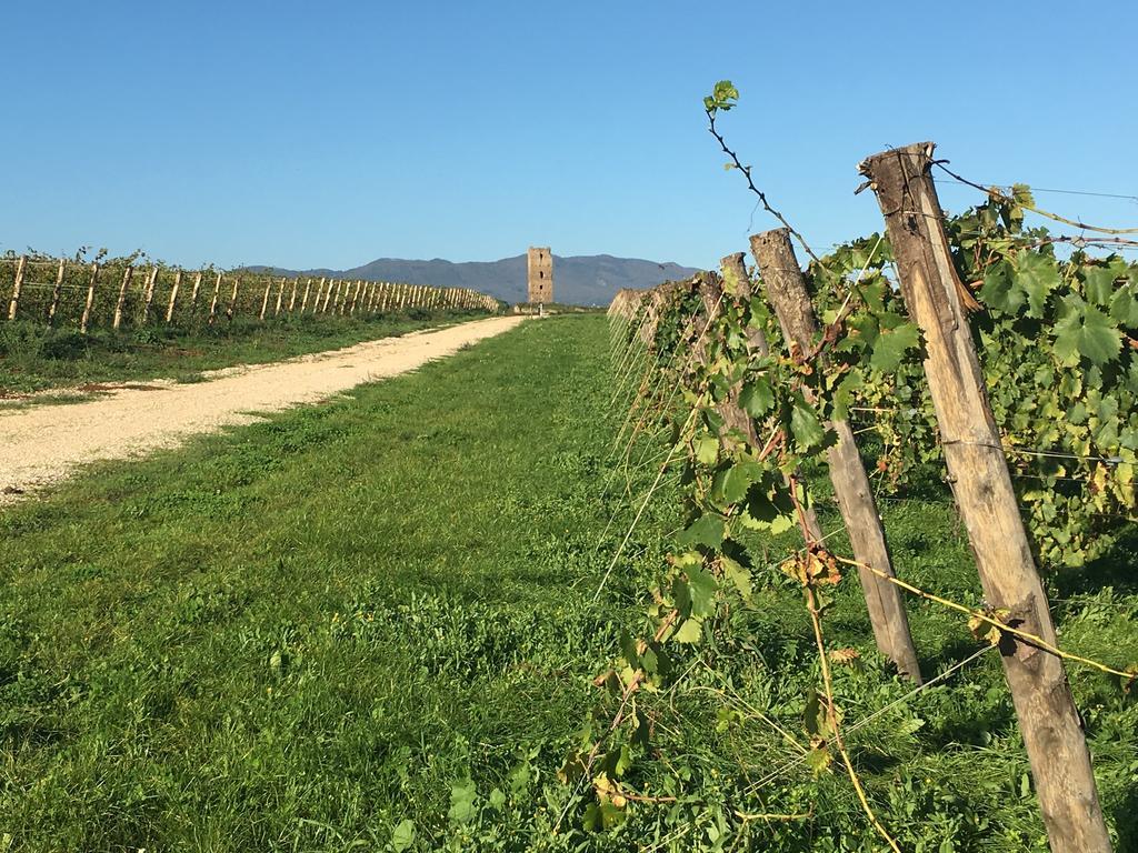 Il Casale Degli Ulivi - Agriturismo - Tenimenti Leone 라누비오 외부 사진