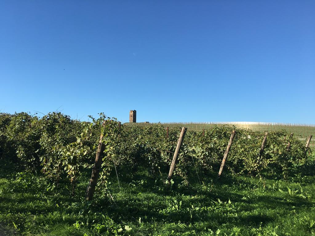 Il Casale Degli Ulivi - Agriturismo - Tenimenti Leone 라누비오 외부 사진